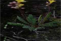 Biophytum reinwardtii